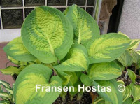 Hosta 